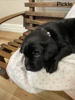 Lady, a female Labrador Retriever for sale in Fort Collins, CO – Photo 2 of 3