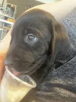 Lady, a female Labrador Retriever for sale in Fort Collins, CO – Photo 3 of 3