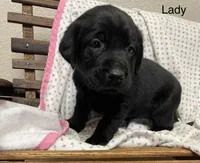 Lady, a female Labrador Retriever for sale in Fort Collins, CO – Photo 1 of 3