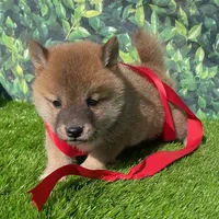 processed/3e0fc0c5-b277-4ba2-b0fd-55a3f6b543a4/facility/3850e213-8208-401c-9a2d-1e288290f466