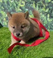 processed/3e0fc0c5-b277-4ba2-b0fd-55a3f6b543a4/facility/3850e213-8208-401c-9a2d-1e288290f466