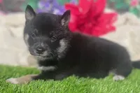 processed/3e0fc0c5-b277-4ba2-b0fd-55a3f6b543a4/facility/757643ea-4e8b-4c06-9f3f-5c7192db6401