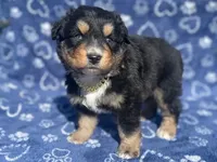 processed/3e0fc0c5-b277-4ba2-b0fd-55a3f6b543a4/facility/91941b03-db0a-4c9b-b53a-e68afdf5480f