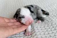 processed/3e0fc0c5-b277-4ba2-b0fd-55a3f6b543a4/listing/17ac69b6-ebc9-45cb-8653-e07d39142df3/3d5cb570-8fc4-495f-bcb4-aaf7d42026b6