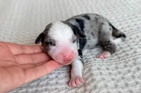 processed/3e0fc0c5-b277-4ba2-b0fd-55a3f6b543a4/listing/17ac69b6-ebc9-45cb-8653-e07d39142df3/659d199a-fd76-460e-bc2b-1ee311501966