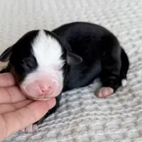 Harper, a female Miniature Australian Shepherd for sale in Chelsea, OK – Photo 4 of 5