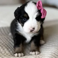 Harper, a female Miniature Australian Shepherd for sale in Chelsea, OK – Photo 1 of 5