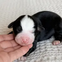 Harper, a female Miniature Australian Shepherd for sale in Chelsea, OK – Photo 3 of 5