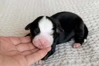 processed/3e0fc0c5-b277-4ba2-b0fd-55a3f6b543a4/listing/64932921-7d3b-4c33-8a4e-24a7a1b15184/60820937-b3c5-49be-a92d-a02090486f1f