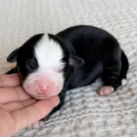 Harper, a female Miniature Australian Shepherd for sale in Chelsea, OK – Photo 5 of 5