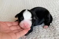 processed/3e0fc0c5-b277-4ba2-b0fd-55a3f6b543a4/listing/64932921-7d3b-4c33-8a4e-24a7a1b15184/b25808ad-7bbb-4aa6-a71f-f65b93df034b