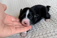 processed/3e0fc0c5-b277-4ba2-b0fd-55a3f6b543a4/listing/655965fa-f961-4f6b-ac80-9a69bc83791e/9629f00e-b856-483e-9b0f-65044e39e17e