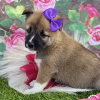 Hana, a female Shiba Inu for sale in Chelsea, OK – Photo 7 of 7