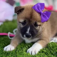 Hana, a female Shiba Inu for sale in Chelsea, OK – Photo 2 of 7