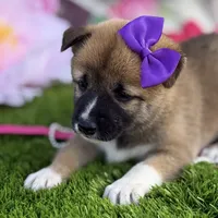 Hana, a female Shiba Inu for sale in Chelsea, OK – Photo 4 of 7