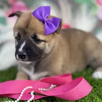 Hana, a female Shiba Inu for sale in Chelsea, OK – Photo 6 of 7