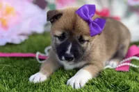 processed/3e0fc0c5-b277-4ba2-b0fd-55a3f6b543a4/listing/a8c020d9-a084-4c6f-b743-2498111d509c/3a44854b-68d9-482f-9587-ae887fdb5b91