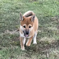 Hana, a female Shiba Inu for sale in Chelsea, OK – Photo 1 of 7