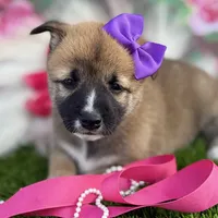 Hana, a female Shiba Inu for sale in Chelsea, OK – Photo 3 of 7