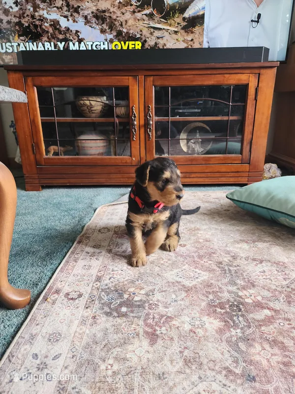 Ema  – Airedale Terrier puppy for sale in Amana, IA