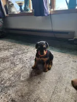 Ema , a female Airedale Terrier for sale in Amana, IA – 3 of 3