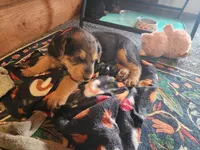 Ema , a female Airedale Terrier for sale in Amana, IA – 2 of 3