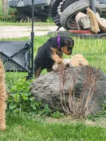 Popi, a female Airedale Terrier for sale in Amana, IA – 2 of 3