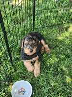 Lefty , a male Airedale Terrier for sale in Amana, IA – 3 of 3