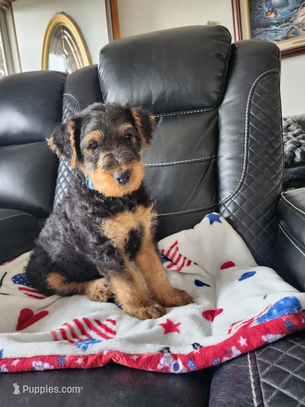 Lefty  – Airedale Terrier puppy for sale in Amana, IA