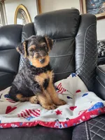 Lefty , a male Airedale Terrier for sale in Amana, IA – 1 of 3