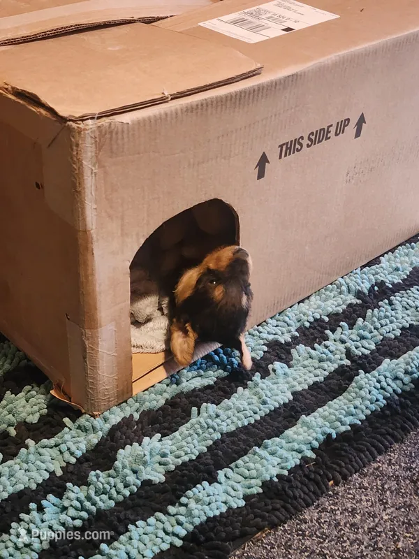 Cedar wood Helen  – Airedale Terrier puppy for sale in Amana, IA