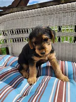 Cedar wood Helen , a female Airedale Terrier for sale in Amana, IA – 2 of 3