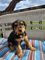 Cedar wood Helen , a female Airedale Terrier for sale in Amana, IA – 3 of 3