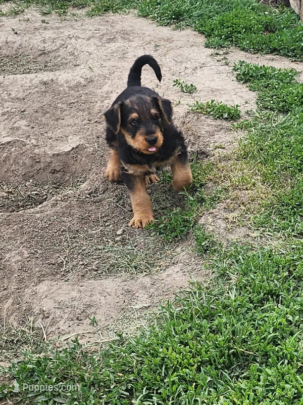 Popi, a female Airedale Terrier for sale in Amana, IA – 1 of 3