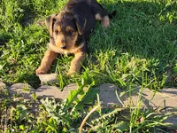 Lefty , a male Airedale Terrier for sale in Amana, IA – 2 of 3