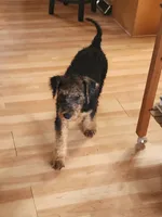 Cedar wood Helen , a female Airedale Terrier for sale in Amana, IA – 4 of 6