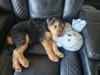 Cedar wood Helen , a female Airedale Terrier for sale in Amana, IA – 6 of 6