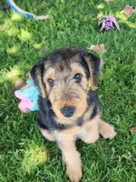 Popi, a female Airedale Terrier for sale in Amana, IA – 3 of 3