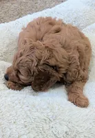 Jack, a male Miniature Goldendoodle for sale in Vincennes, IN – Photo 4 of 4