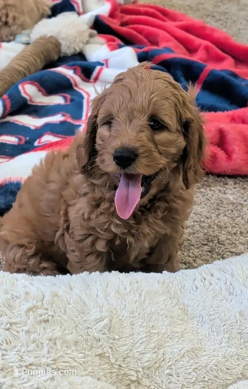 Jack – Miniature Goldendoodle puppy for sale in Vincennes, IN