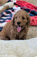 Jack, a male Miniature Goldendoodle for sale in Vincennes, IN – Photo 1 of 4