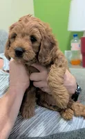 Jack, a male Miniature Goldendoodle for sale in Vincennes, IN – Photo 2 of 4