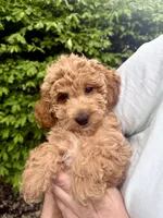 Bella, a female English Goldendoodle for sale in Boston, MA – Photo 5 of 5