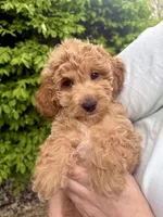 Bella, a female English Goldendoodle for sale in Boston, MA – Photo 4 of 5