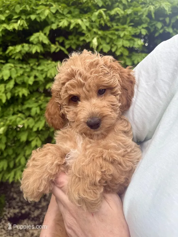 Bella – English Goldendoodle puppy for sale in Boston, MA