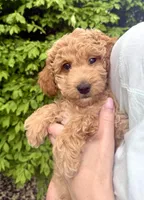 Bella, a female English Goldendoodle for sale in Boston, MA – Photo 2 of 5