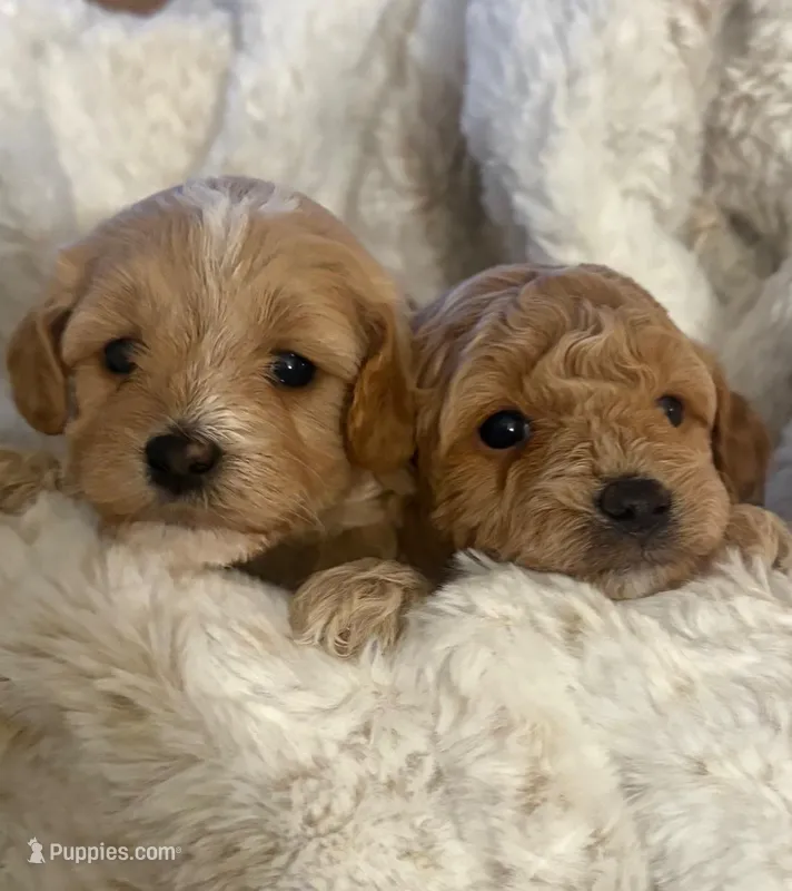 Bree – Goldendoodle puppy for sale in Charleston, SC