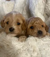 Bree, a female Goldendoodle for sale in North Charleston, SC – Photo 2 of 5
