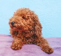 Bree, a female Goldendoodle for sale in North Charleston, SC – Photo 3 of 5