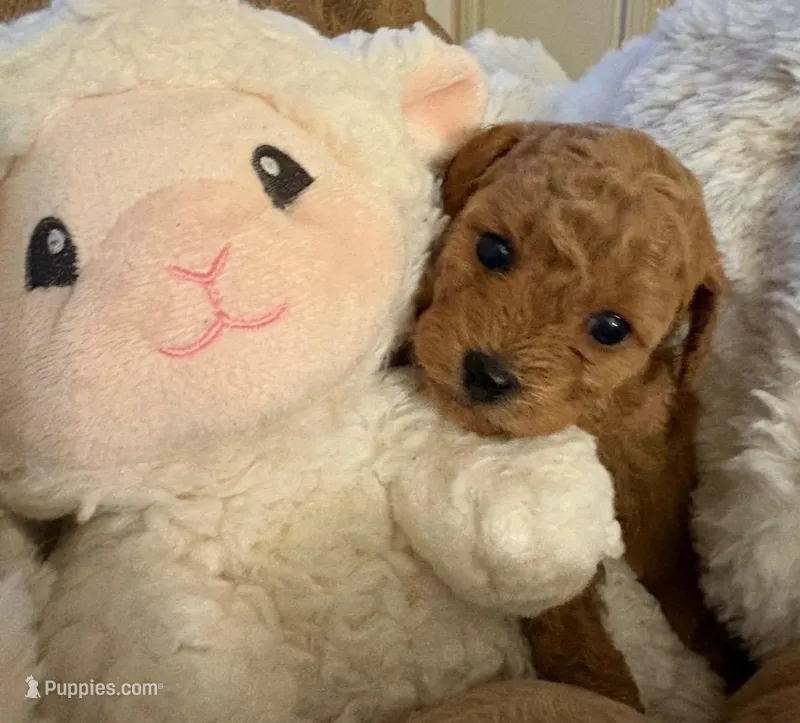 Bree – Goldendoodle puppy for sale in North Charleston, SC